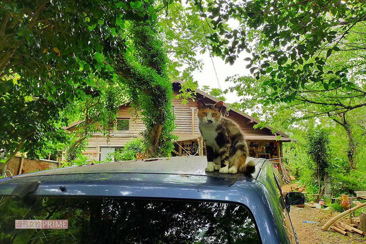 松岡俊介の飼い猫。モグラやイタチをとってくるそう