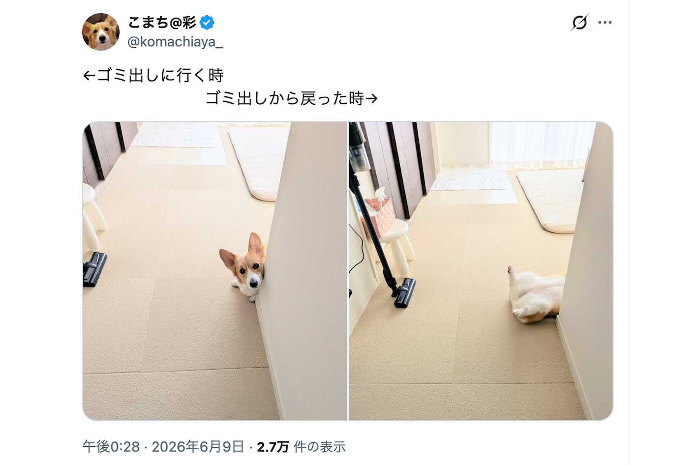 多くの投稿が人々の癒しになっている話題のコーギー・こまち（Xより）