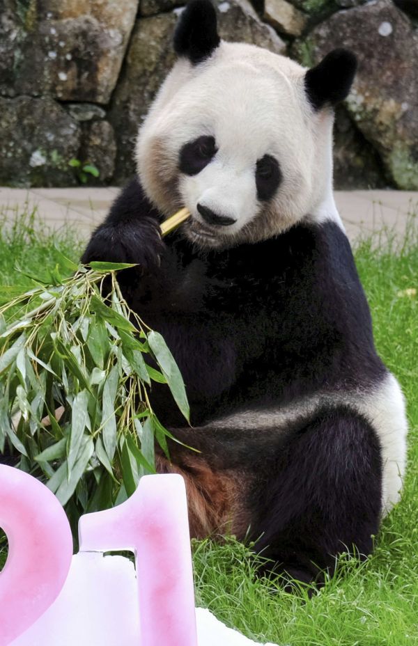 良浜（らうひん）　写真／共同通信社