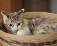 リアルすぎる猫人形で話題 「作るのは無理」と言われた