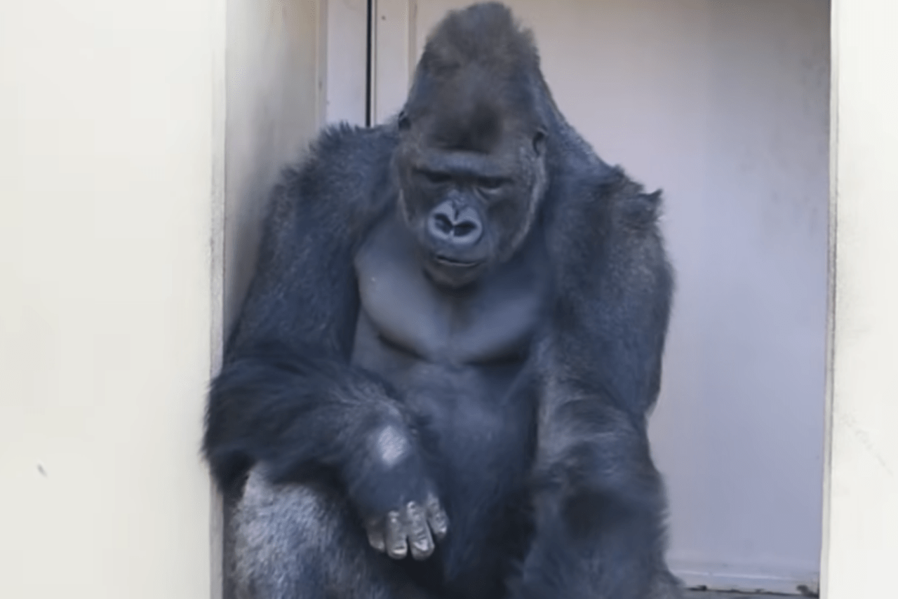 シャバー二を父に持つ東山動物園のキヨマサ（公式YouTubeより）