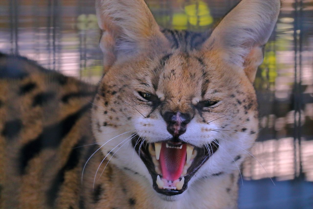 サーバルキャット