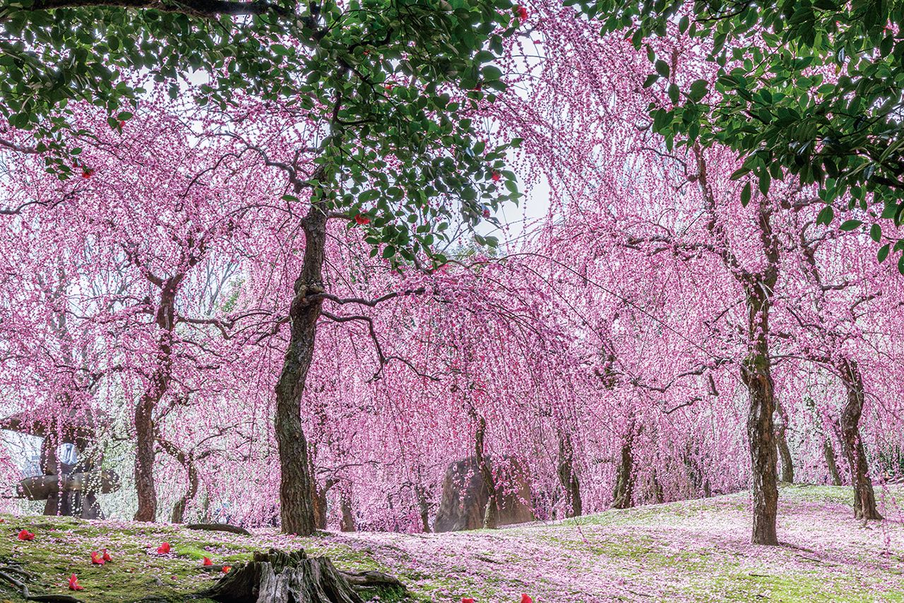 城南宮［京都府］