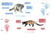 東京都環境局のHPにアライグマとハクビシンの特徴が。タヌキに似ている