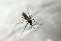 「蚊」から身をまもる！ワークマンの防虫加工ウエアが爆売れ情報、害虫防除の専門家が蚊にまつわる都市伝説…