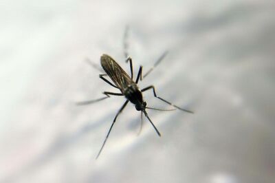 「蚊」から身をまもる！ワークマンの防虫加工ウエアが爆売れ情報、害虫防除の専門家が蚊にまつわる都市伝説…