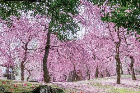 城南宮［京都府］