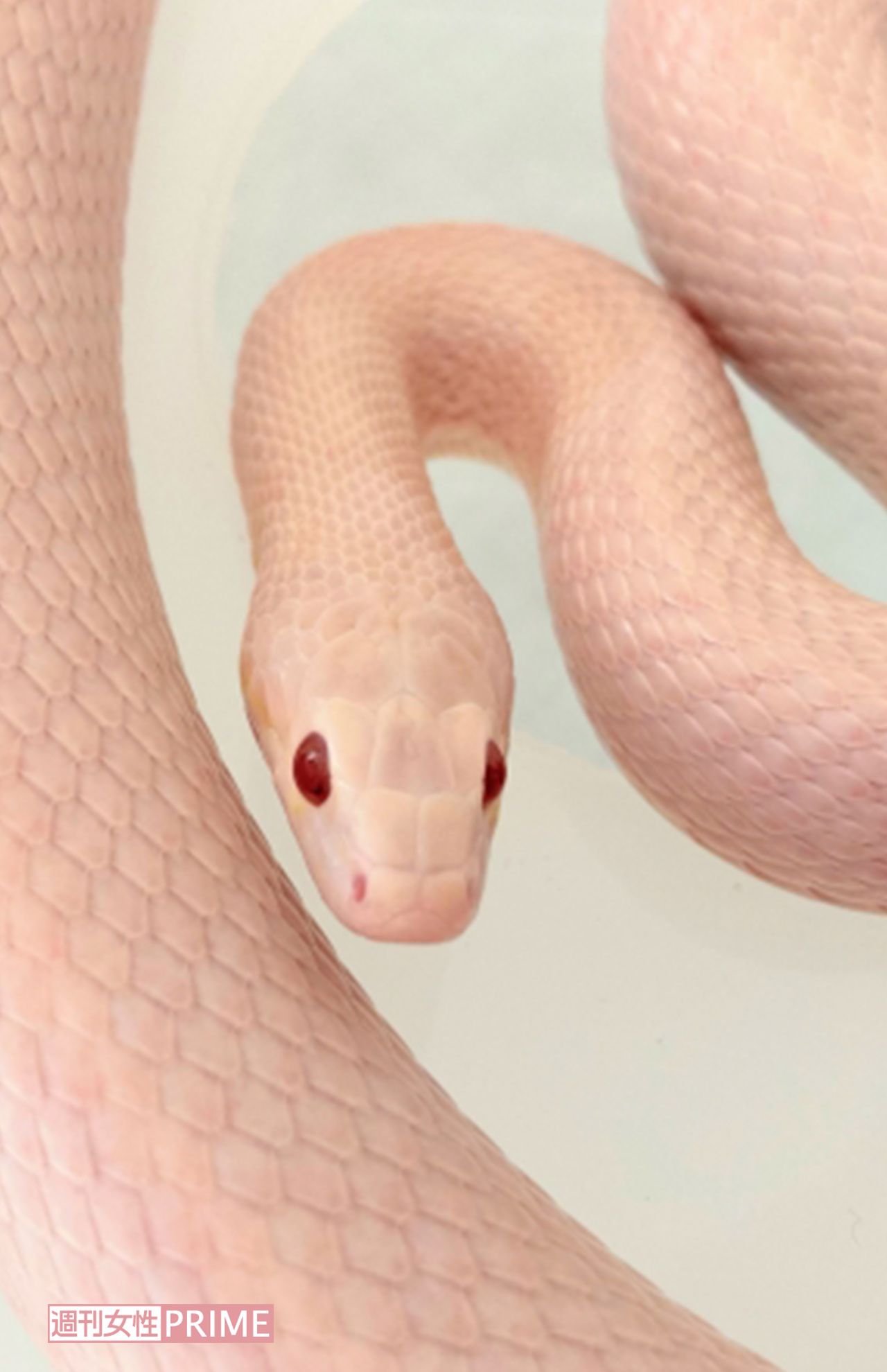 おすすめの待ち受け画像・白へび