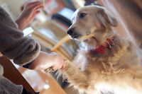 ＜非正規・若年層の孤独死＞遺体の一部を犬に食べられた痕跡、42歳女性の最期