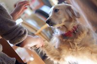 ＜非正規・若年層の孤独死＞遺体の一部を犬に食べられた痕跡、42歳女性の最期