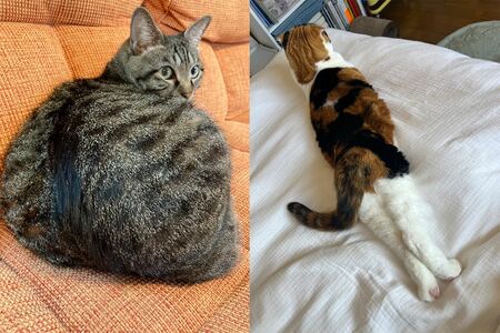 癒しの『猫ぐすり』　画像／飼い主提供