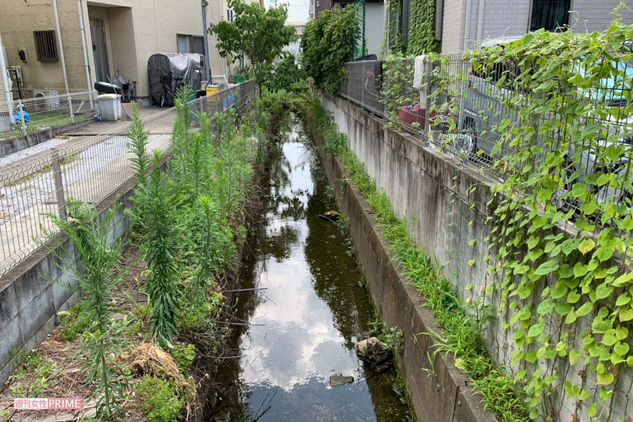 水辺の草むらも探したが……