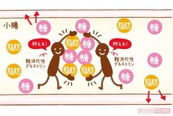 『LIBERA』に含まれる難消化性デキストリンには、腸での脂肪や糖の吸収を抑える効果がある