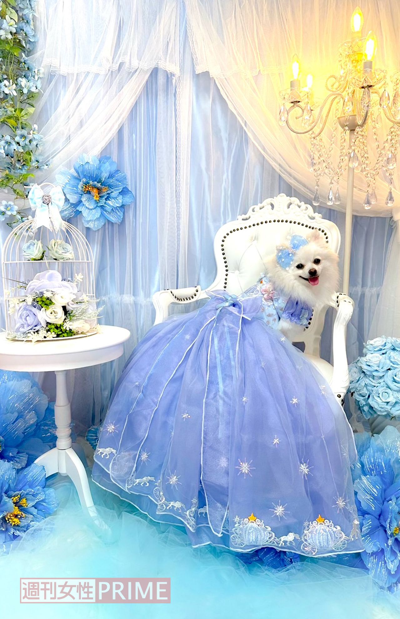 写真提供／ちいめろさん