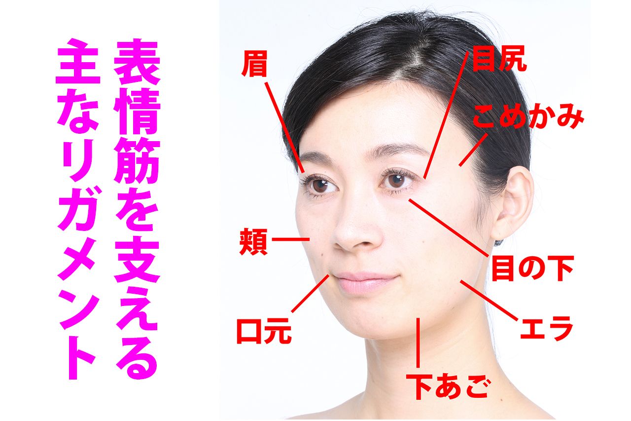【顔の主なリガメント】眉（まぶたを支える。目元に影響）、こめかみ（目元や頬などを支える。顔の上半分、ほうれい線にも影響）、目の下の骨のライン（下まぶたを支える）、頬（頬を支える。ほうれい線の深さに影響）、口元（口角が下がるなど、口元のたるみにつながる）、耳下のエラ（フェイスラインのたるみにつながる）、下あご（口元や口角からあごにかけてのマリオネットラインに影響）など