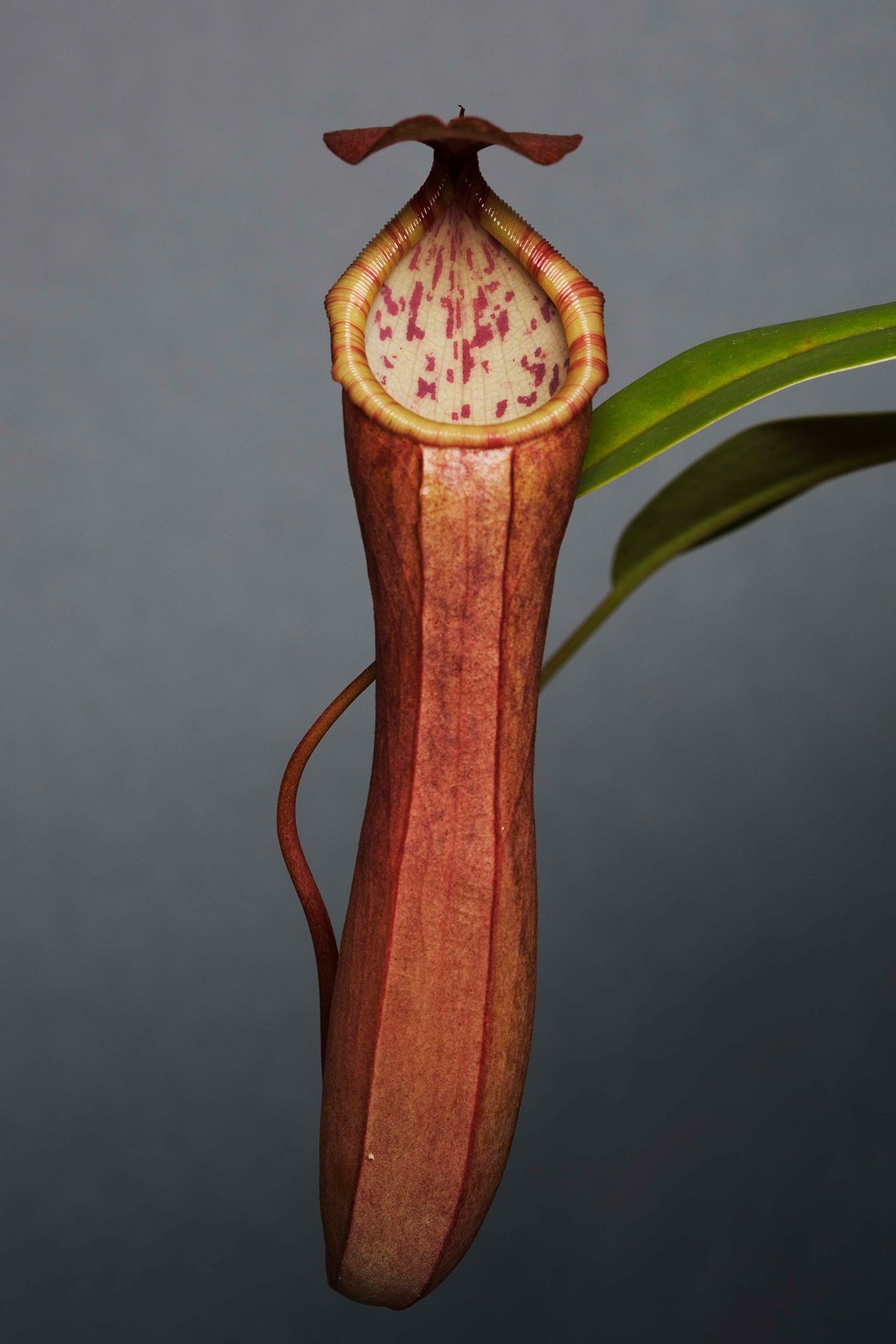 ウツボカズラは、東南アジアに広く分布する植物。いちばんの特徴は、捕虫袋がついていること。