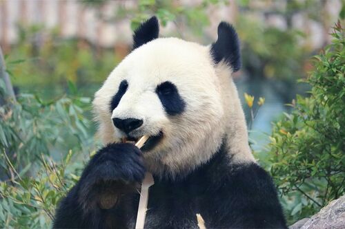 Q.おいしいお顔だ～れだ　B　（撮影／二木繁美）