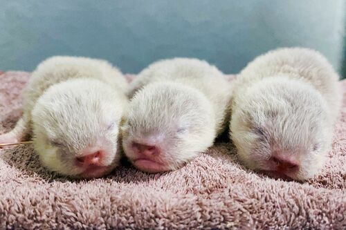 コツメカワウソ〈5.27生まれ、♂♂♂〉