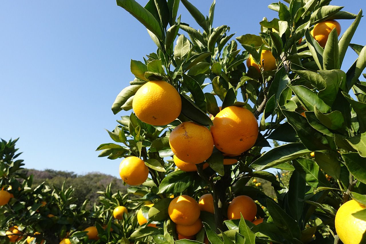 東京でみかん狩りができる　写真提供／武蔵村山観光まちづくり協会