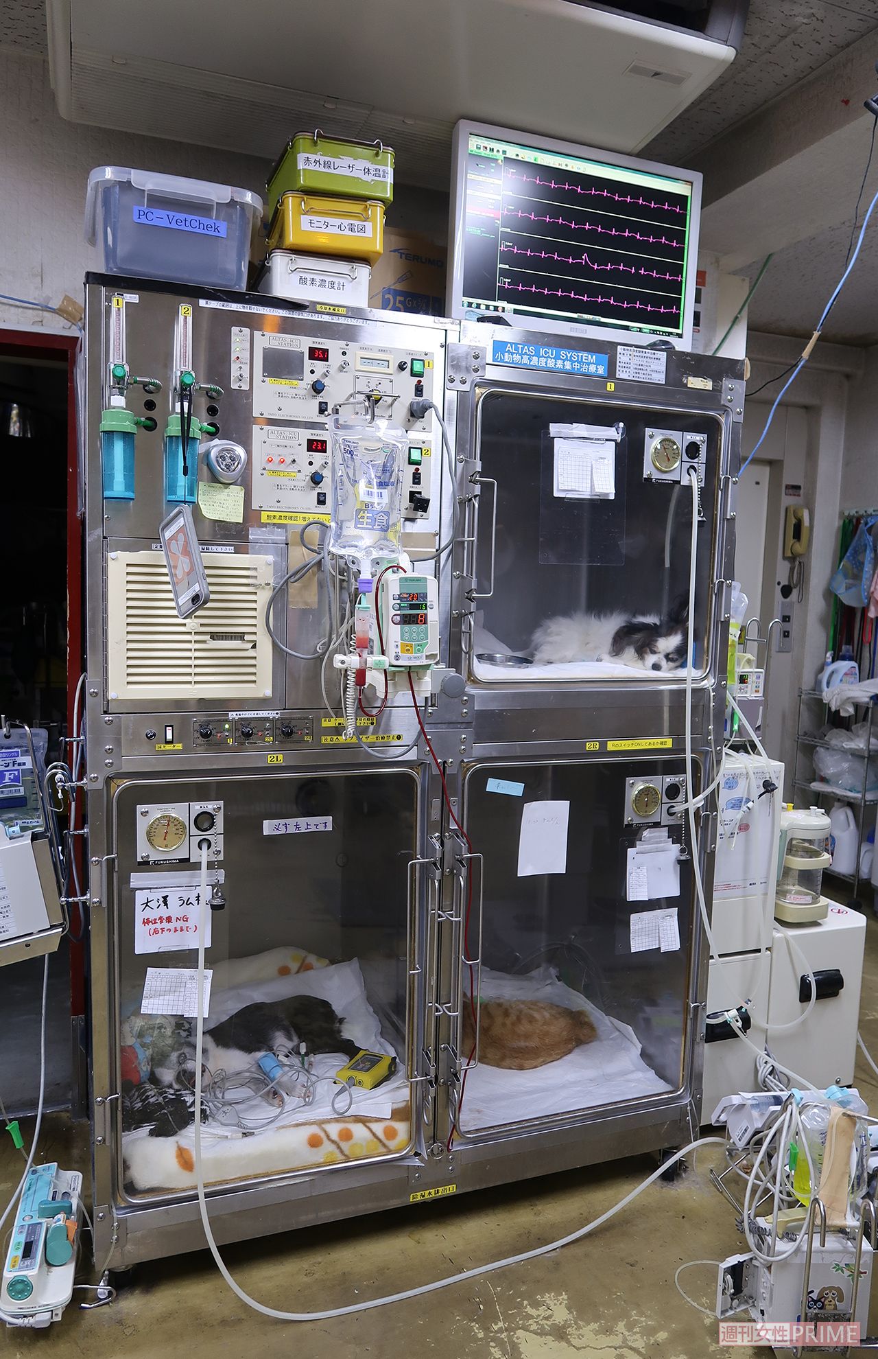 重篤なペットたちが入院している酸素室には酸素を送り込む装置、心電図、点滴などが備えつけられている