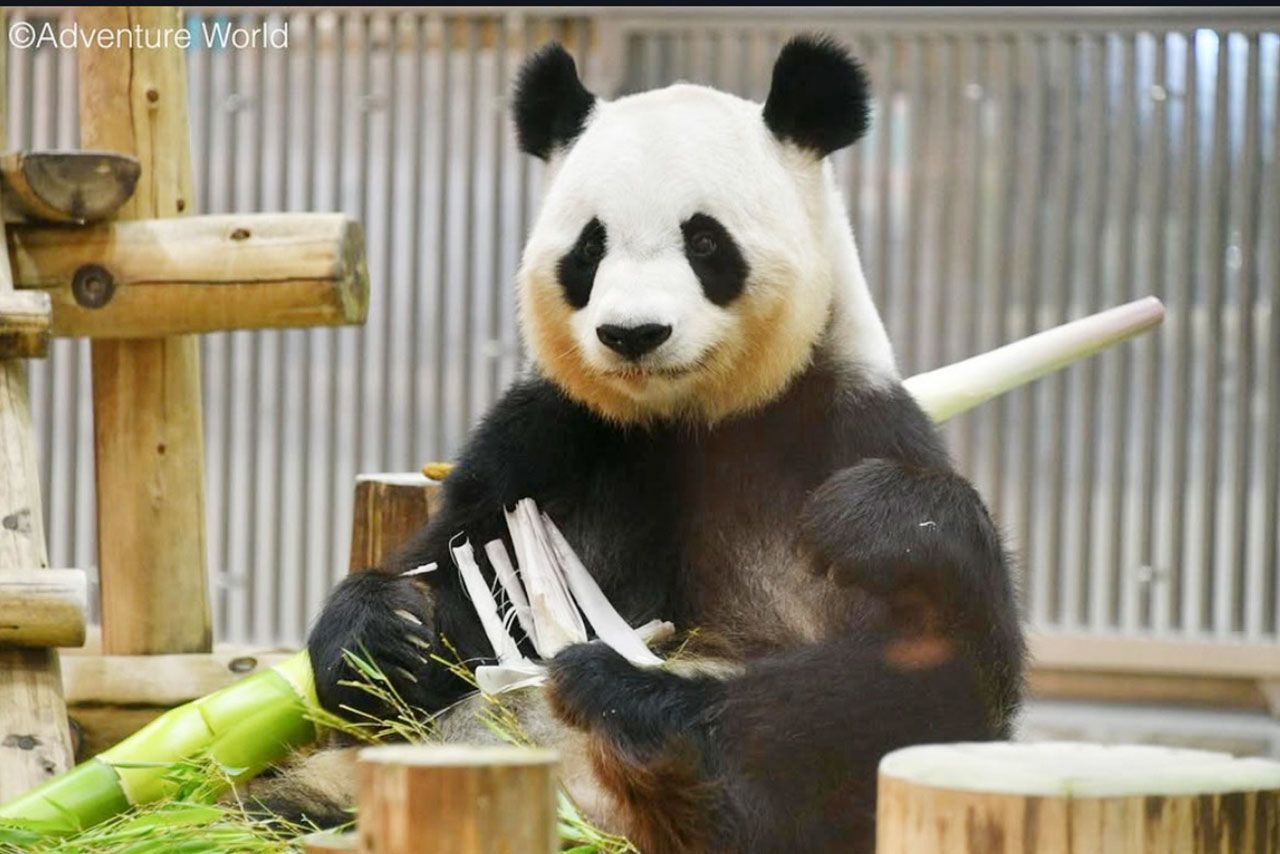 アドベンチャーワールドの良浜、現在は中国の「成都ジャイアントパンダ繁殖研究基地」で会うことができる（アドベンチャーワールド公式Instagramより）