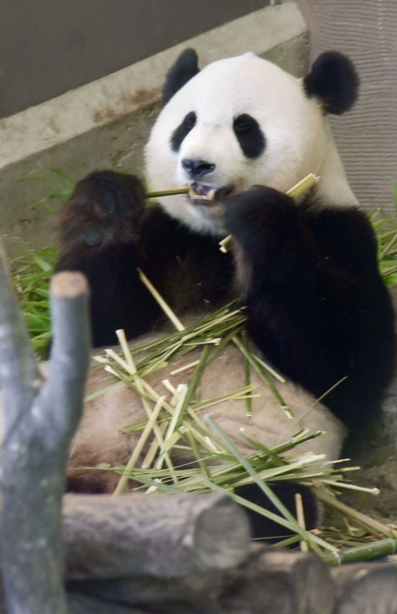 結浜（ゆいひん）。2023年撮影。七夕祭りで竹をもぐもぐ　写真／共同通信社