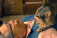 【にゃんにゃんにゃんは猫の日】猫まみれな映画やドラマを5つご紹介だにゃん♪