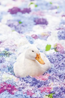 境内には5羽のアヒルが。水中華×アヒルのコラボを撮影するのが人気！　撮影／石附雅代