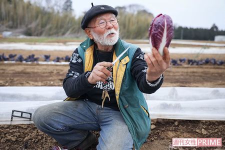 枯れたように見える外側の黒い葉をむいていくと、みずみずしく紫色が鮮やかなプレコーチェが!　撮影／齋藤周造