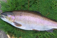 「ご当地サーモン」ブーム過熱の中で発覚した山形県『ニジサクラ』無断放流問題、開発元は“新種誕生”の危…