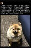 愛犬を亡くした飼い主の投稿(Twitterより)