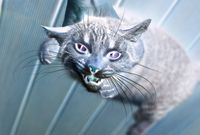 「胴体が真っ二つ」「ぶくぶくと内臓が露出」住民がおののく“猫の変死体が続出”の怪