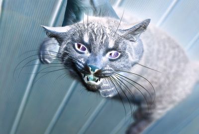 「胴体が真っ二つ」「ぶくぶくと内臓が露出」住民がおののく“猫の変死体が続出”の怪