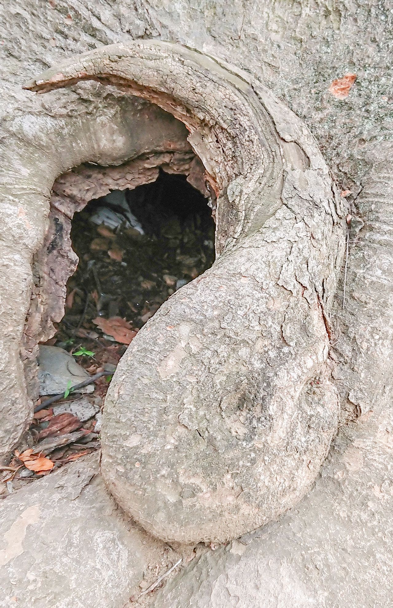 『オタマジャクシ』さいたま市の氷川神社参道で、オタマジャクシを発見。これだけ立派なお姿だと、何かご利益でもありそう