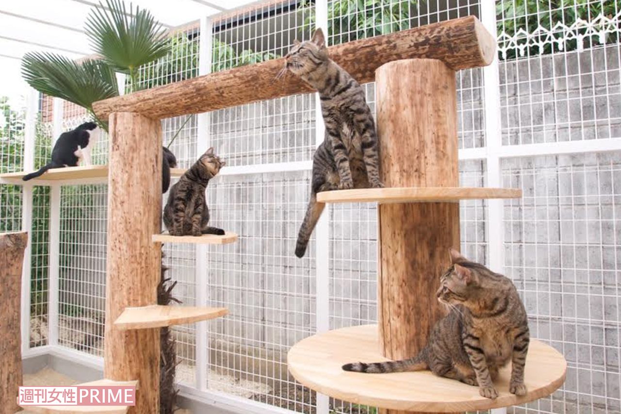 林かおる先生のねこ御殿