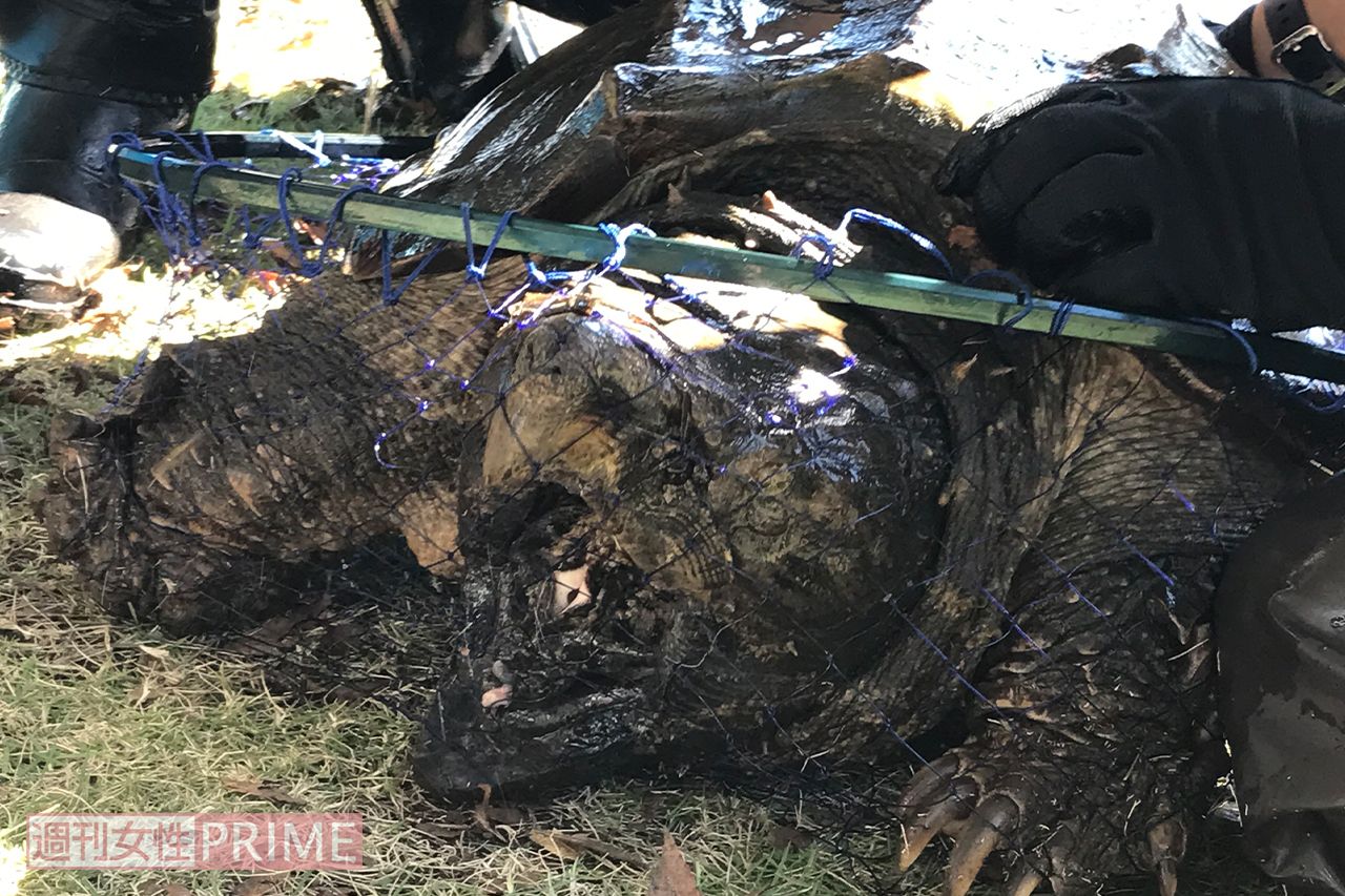 くちばしが摩耗していないため若い個体とみられている