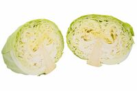 【知って楽しい雑学】キャベツの「切る」「洗う」はどちらが先？ 栄養を損なわない順番とカット野菜の扱い…