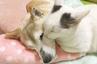 認知症を患う老犬の介護生活がインスタで話題「発作に痙攣とハードな毎日」