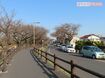 水元公園の桜並木の沿道には路上駐車が