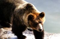 【知って楽しい雑学】全国各地で腹ぺこクマが冬眠前に人を襲う被害が増加、「動物園のクマも冬眠するの？」…