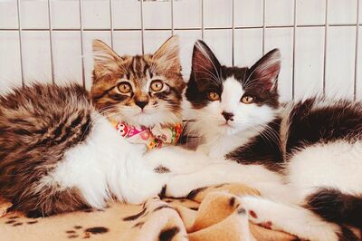 【にゃんにゃんにゃんの日】『猫ぐすり』で癒されたい!不思議な小説の作者がぶっちゃけ「実は強烈な“鳥派…