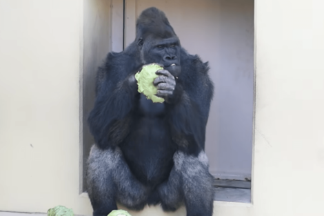 《名古屋市東山動植物園》イケメンゴリラのキヨマサ、父シャバー二登場で“背筋”ピン「人間すぎる」反応が大反響