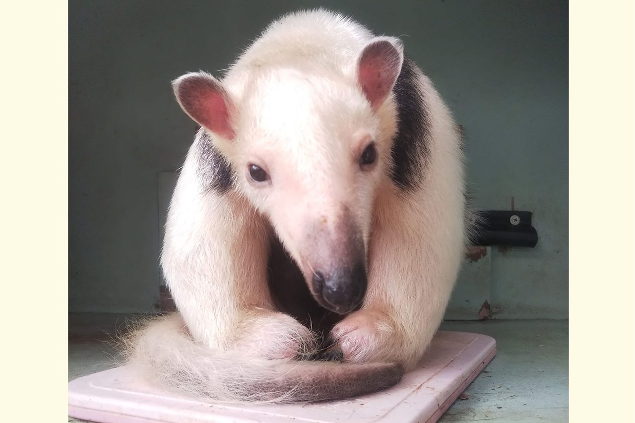 コアリクイ　写真提供／草津熱帯圏