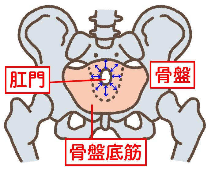 お尻の穴を締めたりゆるめたりすると、骨盤の底にある「骨盤底筋」という筋肉を動かすことができる。すると、ぼうこうまで血液が流れ、ぼうこうの血流が改善。イラスト／ゼリービーンズ