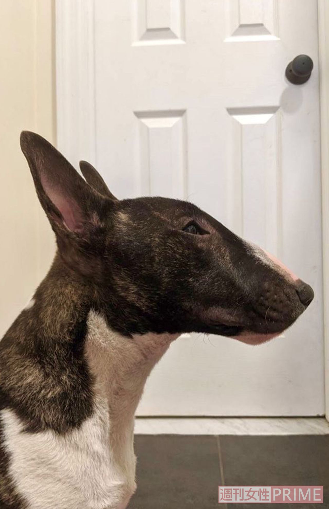 もうすぐ3歳になるアクセルは、新しいこと、楽しい遊びが大好き（撮影／吉岡竜紀）