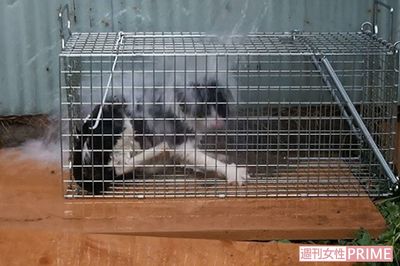 動物虐待を「芸術作品」と喜ぶ人々の闇、罰則強化と根本治療を考える