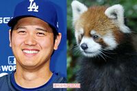 《祝!7月5日生まれ》大谷翔平とレッサーパンダの風太くん「真美子さんと2人の子ども」と「80頭の子孫」そ…