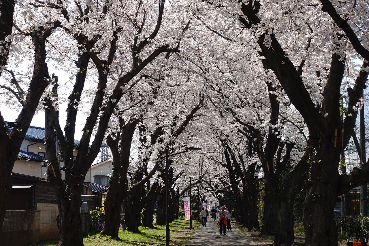 野山北公園自転車道の桜　写真提供／武蔵村山観光まちづくり協会