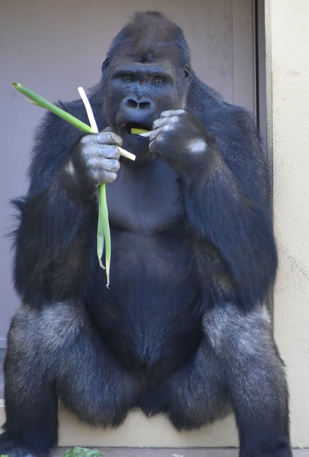 イケメン遺伝子を惜しみなく発揮し、ハンサムなゴリラに成長中のキヨマサ（名古屋市東山動植物園公式SNSより）