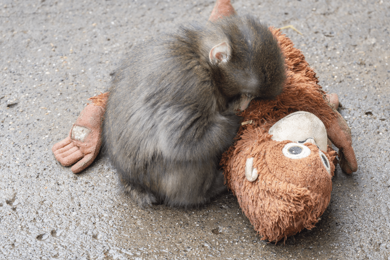 オランママに抱きついて安心したのかスヤスヤと眠るパンチくん（写真／読者提供）